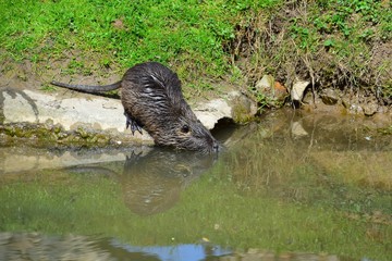 A nutria gliding into the water.