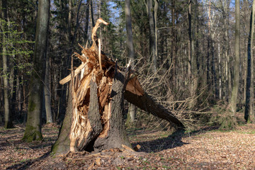 Old tree broken by the wind in the forest. Damage caused by storms in the forest area.