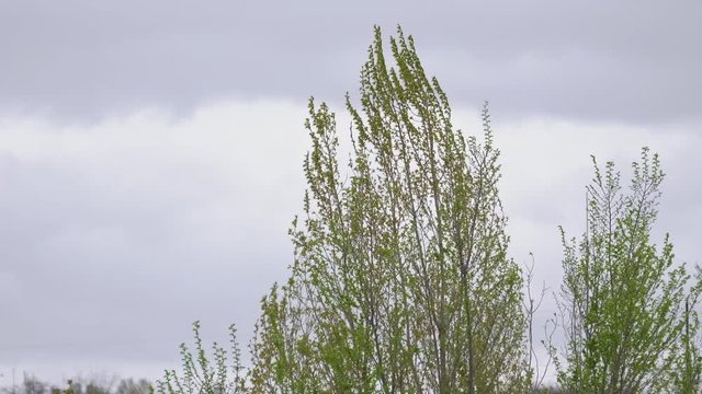 Poplars with young leaves swing in the wind