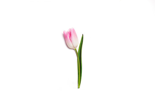 Fresh pink tulip isolated on white background.