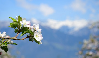 Apfelblüten - Apfelbaum - Apfelbaumblüte vor blauen Himmel und verschneiten Bergen