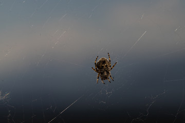 Bauch einer Spinne