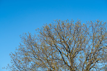 Fototapeta premium mistel toes on trees