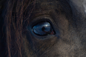 The horse's eyes with the reflection of the inside