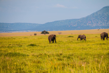Fototapeta na wymiar The elephants of Ngorongoro Crater