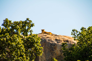 A lion on top of a rock (Simba Kopje) in Serengeti 