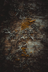 Obraz na płótnie Canvas Birch bark with lichen
