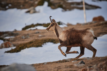 Beautiful chamois jumping in the Mountain of Pyrenees