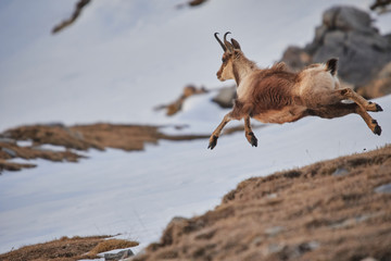 Beautiful chamois jumping in the Mountain of Pyrenees - obrazy, fototapety, plakaty