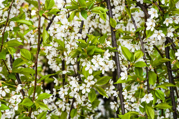 blossoming cherry tree branches