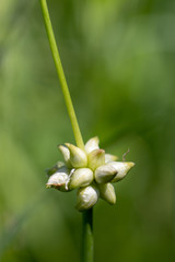 wild edible plants