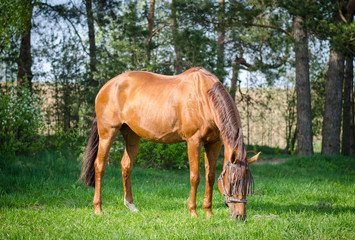 Obraz na płótnie Canvas portrait of red horse eating grass