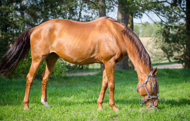 Obraz na płótnie Canvas red don horse eats grass