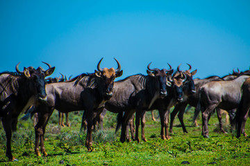 The wildebeest in migration 