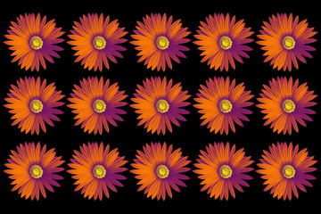Daisy Flower Pattern