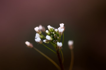 Macro Plant I