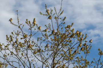 birds in a tree