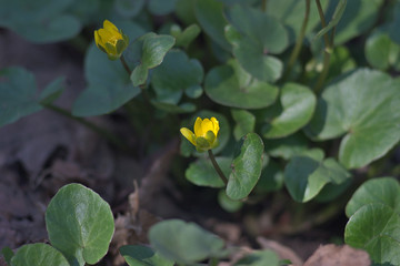 Obraz na płótnie Canvas spring yellow flowers