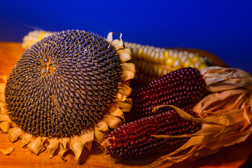 Sunflower head with white and purple corn on bright background