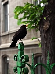 Common black bird (Turdus Merula) on the fence