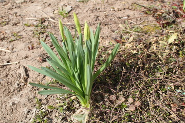 young sprouts with flower buds in the garden in the spring 