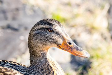 Female Duck