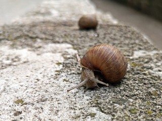 Snail crawling on a stone wall after rain