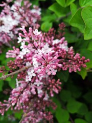 Syringa vulgaris  - lilac or common lilac 