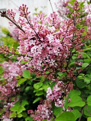 Syringa vulgaris  - pink lilac or common lilac  - closeup photo