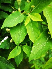 Fototapeta na wymiar Green leaf with water drops after rain