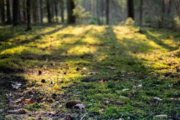 Forest meditation 