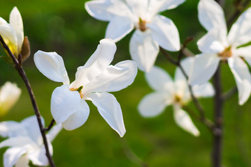Beautiful white magnolia flower сlose up view