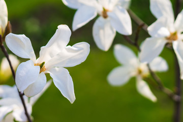 Beautiful white magnolia flower сlose up view