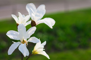 Obraz na płótnie Canvas Beautiful white magnolia flower сlose up view