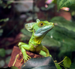 a portrait of a helmet-bearing basilisk sits on a log in a terrarium among green leaves