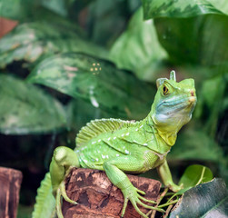 helmet-bearing basilisk sits on a log in a terrarium among green leaves