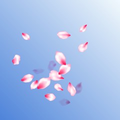 Japanese cherry blossom pink flying petals