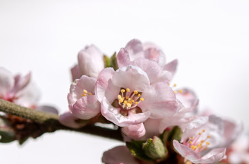  A branch of a blossoming cherry closeup