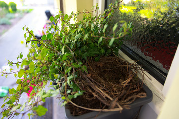 Bird's nest in the flowerpot