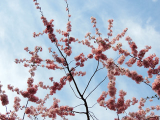  Japanese cherry, Prunus serrulata, during flowering