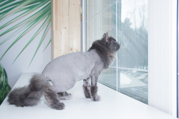 Gray domestic cat on the windowsill. Cat with a haircut.