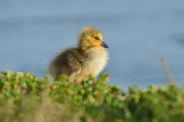 Baby goose