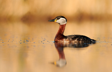 Red necked grebe (Podiceps grisegena)