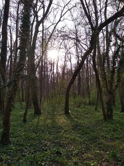 Trees in the forest