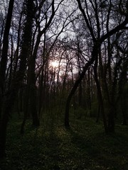 Fototapeta premium Trees in the forest