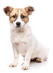 Funny puppy sits sideways. Isolated on a white background