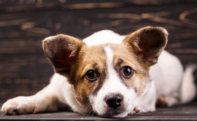 A dog with round earslying and looking at the camera