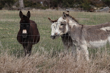Fototapeta na wymiar donkeys in the field 