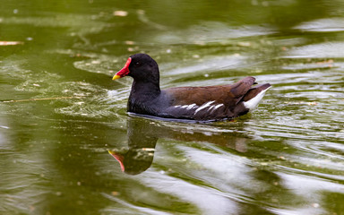 Common moorhen  Scientific name: - Gallinula chloropus