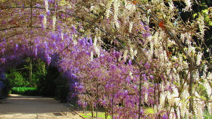Obraz premium Adelaide Botanic Garden